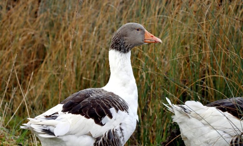 kilom s profile summary insights