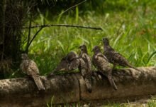 numeric traceability governance log