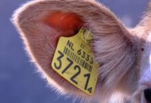 identify owners of listed numbers